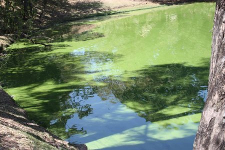 Crescimento de algas na Lagoa indica desequilíbrio ambiental. Foto:Roberto Barreto